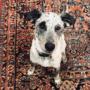 Meet your Posher, Lily